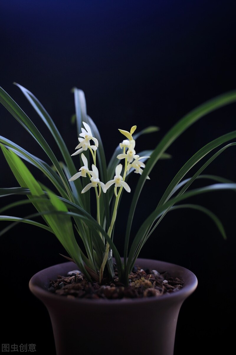 北京地区建兰几月施磷钾肥催花,建兰怎样才能开花5个诀窍