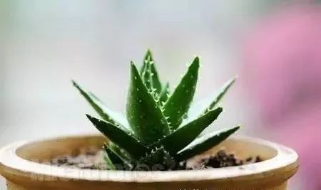 十大吸毒绿植排行榜,室内绿植吸毒王怎么养