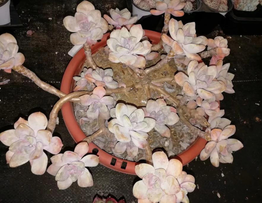 多肉养出状态来有多美?这102种多肉控养上色之后美呆了