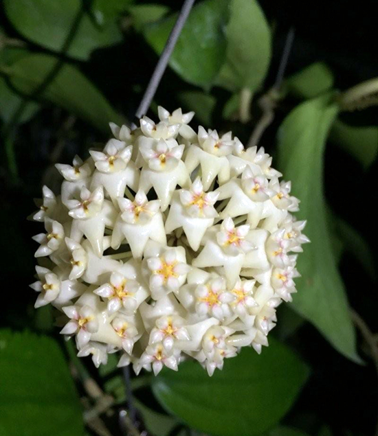 球兰的养护方法,球兰的日常养护