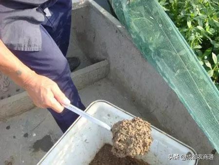 黄鳝鱼养殖技术与利润,黄鳝养殖技术和池子的建造