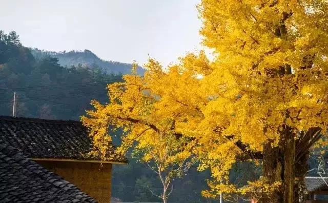 最美银杏秋景自驾攻略,杭州银杏树旅游攻略