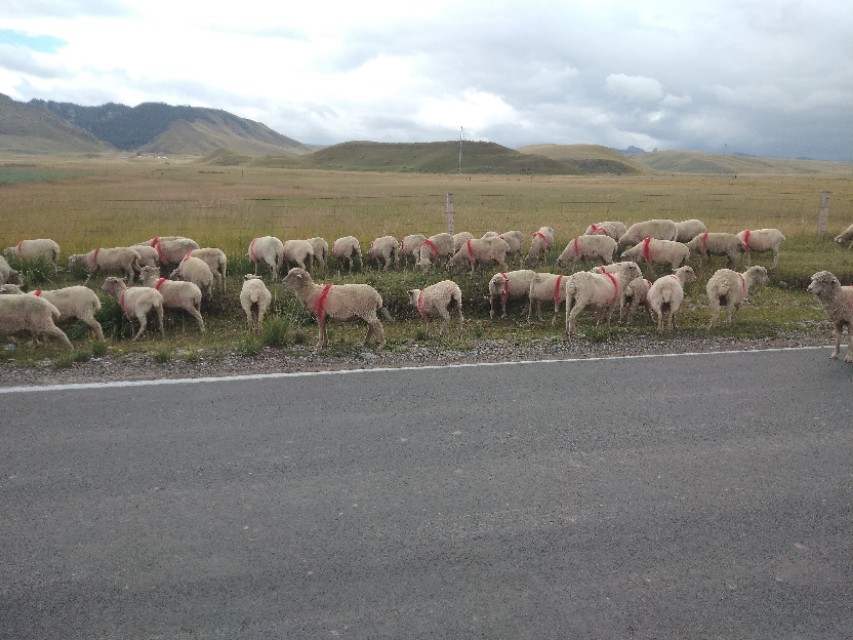 养羊前期没收入怎么办,养羊怎么养效益最好