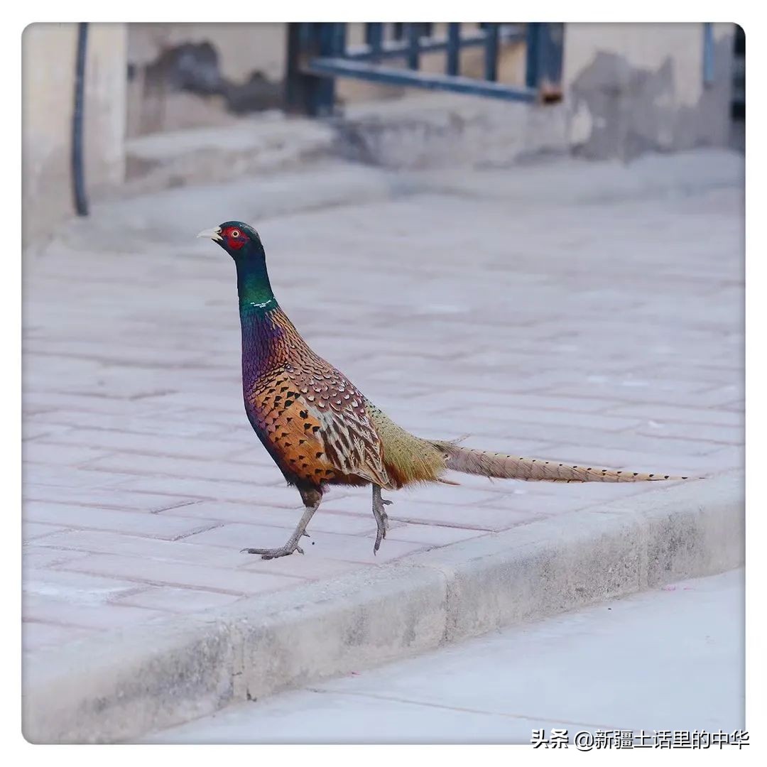 羊肉有骚臭味,羊肉发骚咋回事