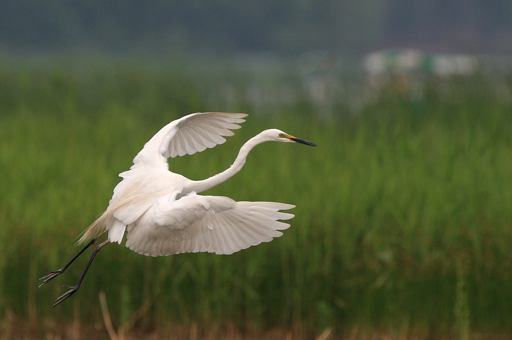 浙江大爷赚钱副业,浙江稻鳖养殖