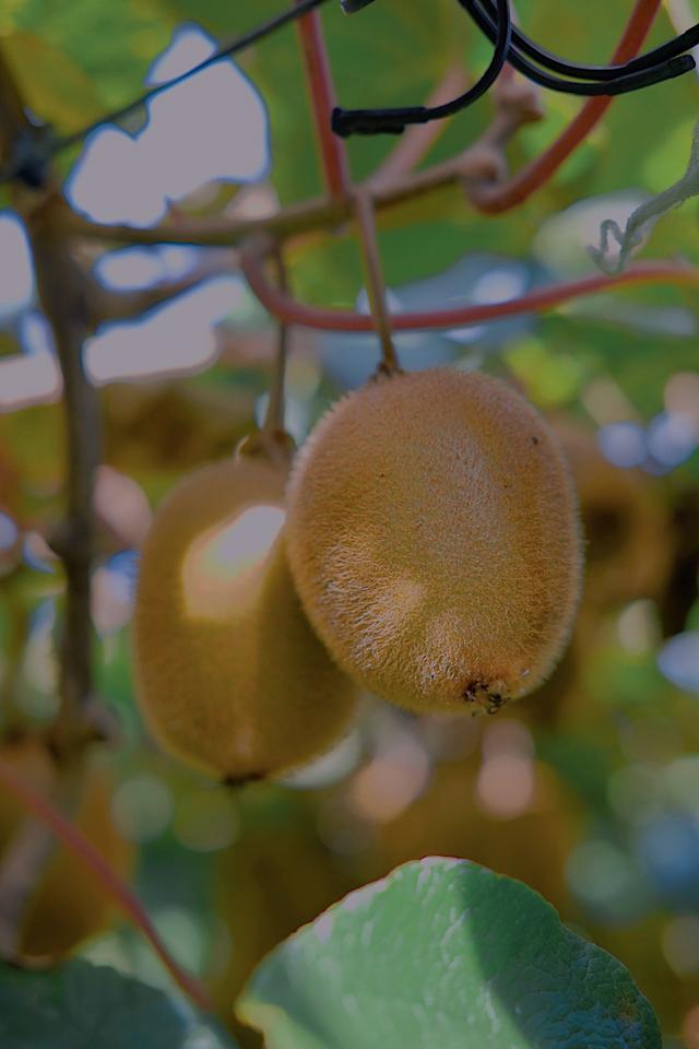 原产于中国乳名鹅莓的土货，被新西兰的土壤孕育成了国际巨星