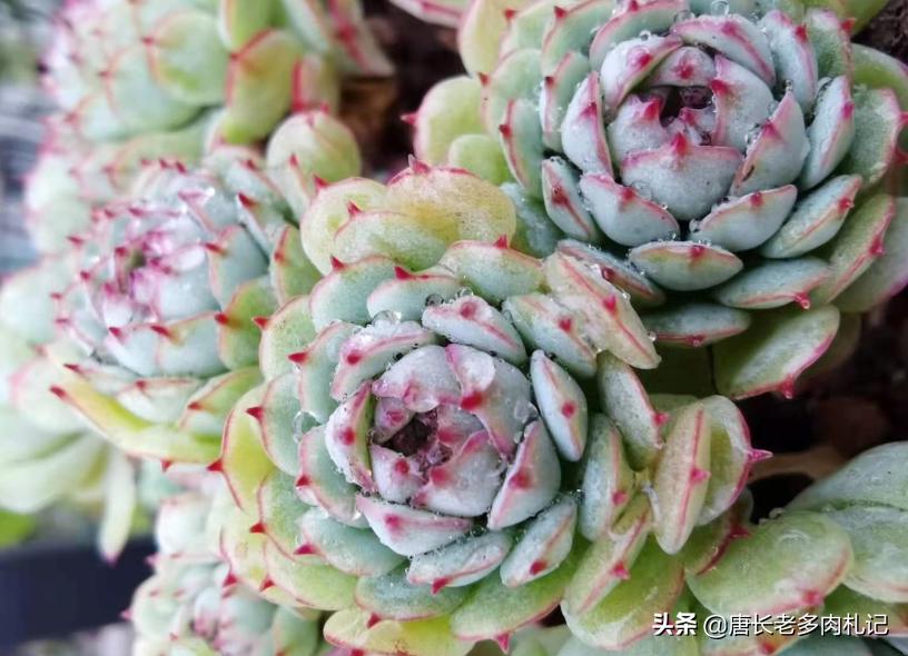 多肉可以淋雨吗冬天,多肉冬天可以淋雨吗