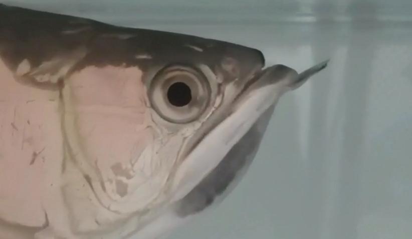 重磅|国内缸内金龙鱼繁殖重大突破，附65天跟踪记录