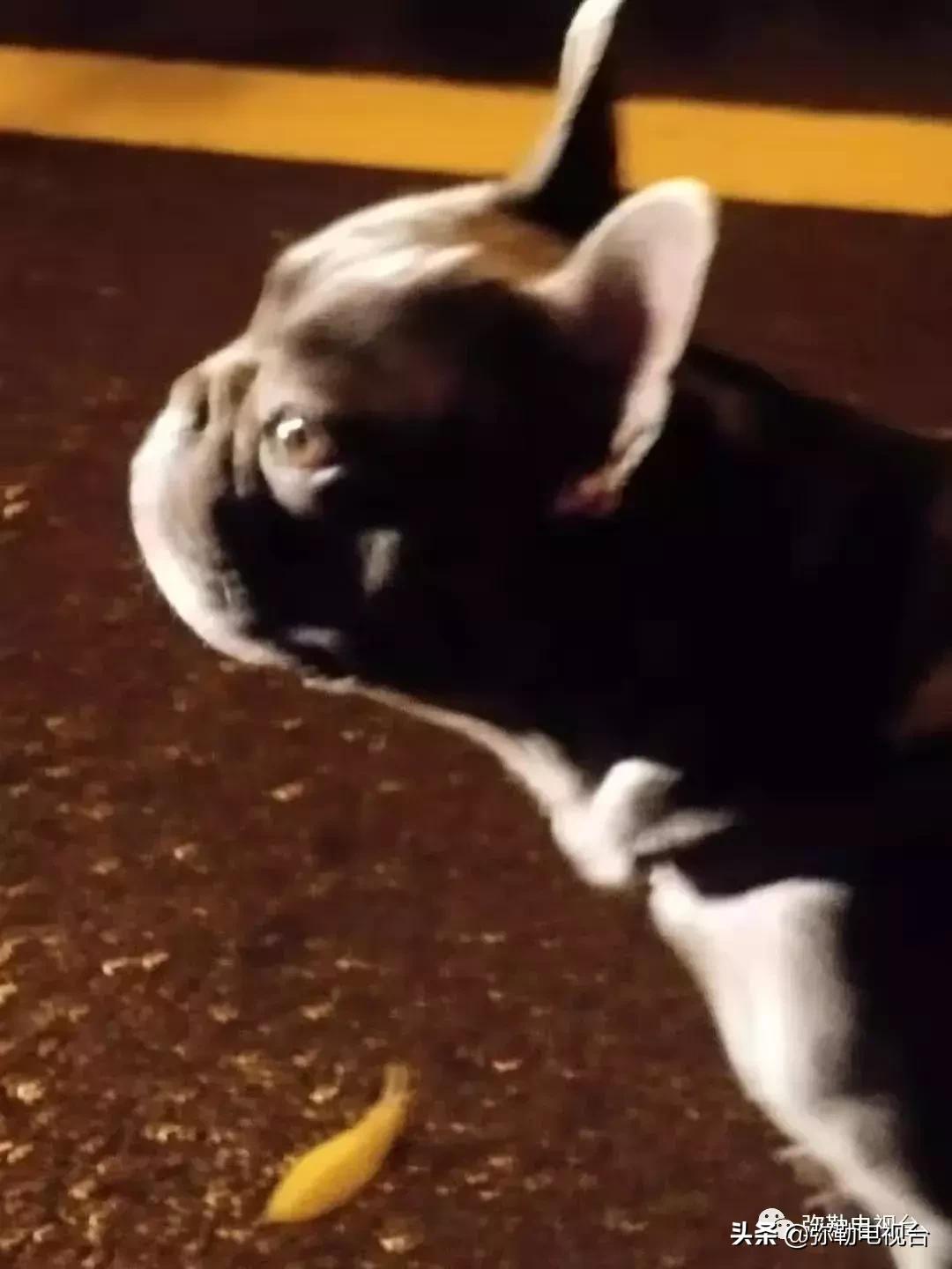 女子报警说家门口有恶犬,女子报警家门口有恶犬