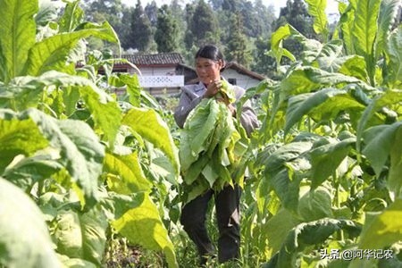 怎么样烘烤烟叶视频,怎样烘烤中部烟叶