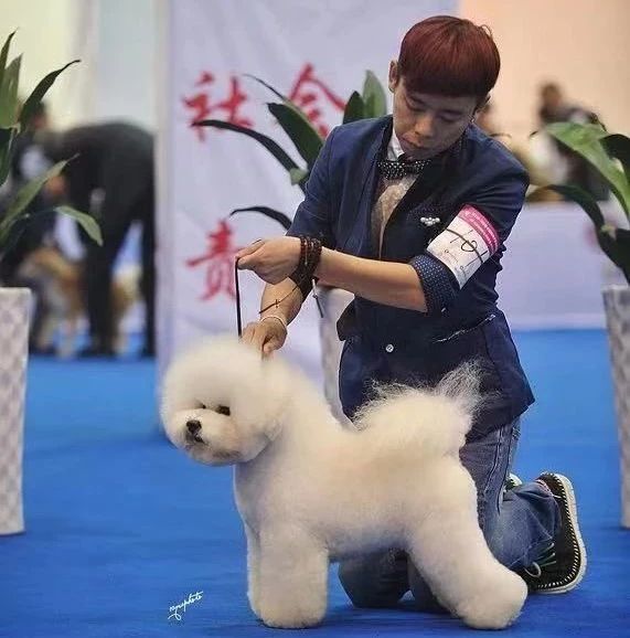 建议收藏|长城世界宠物美容大会（CGGC）全攻略