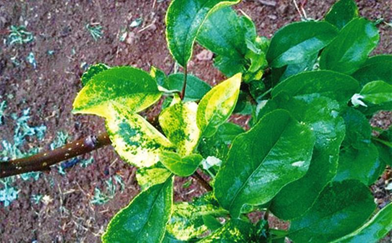 苹果花叶病用什么药治疗,苹果花叶病农药防治