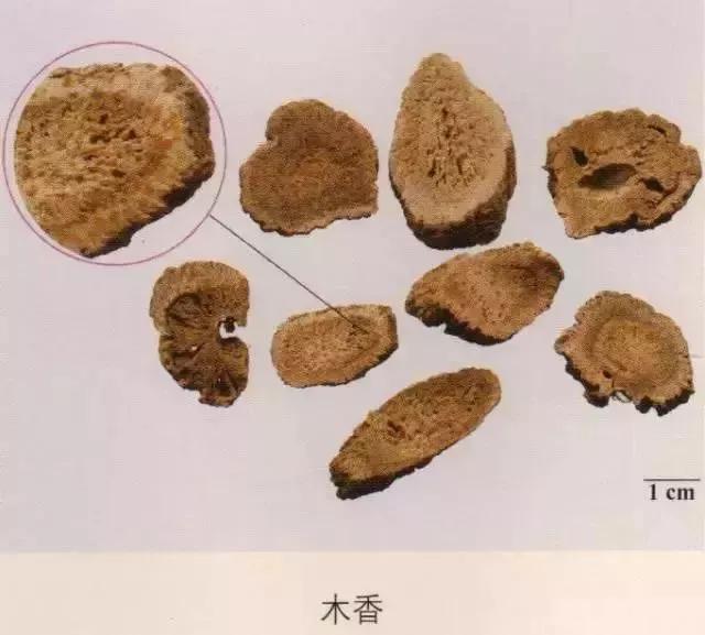 中药材图片大全大图带药名,200多味中药材图谱带图