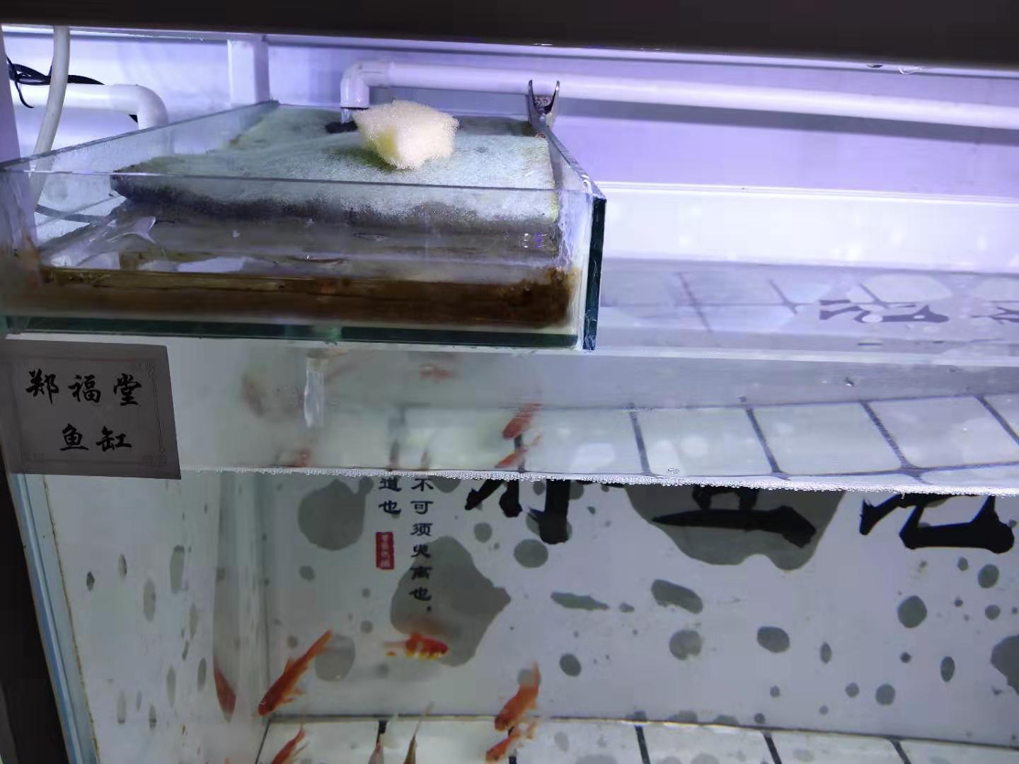 饲料鱼能在多少度生存,家里鱼缸养不活饲料鱼是怎么回事