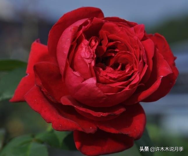 世上有黑色的花吗,世上有黑玫瑰吗