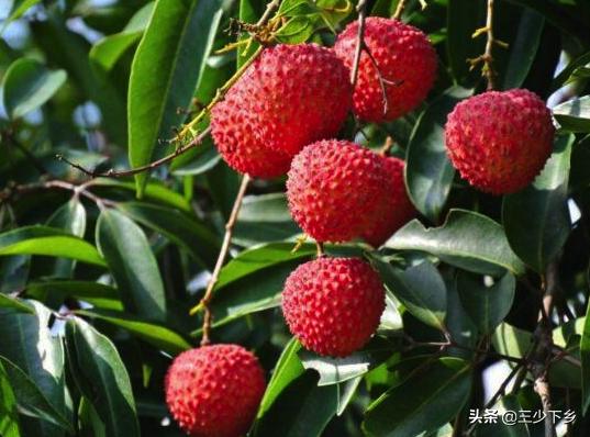 真正的中国荔枝之乡是哪里,中国三大荔枝之乡是哪里