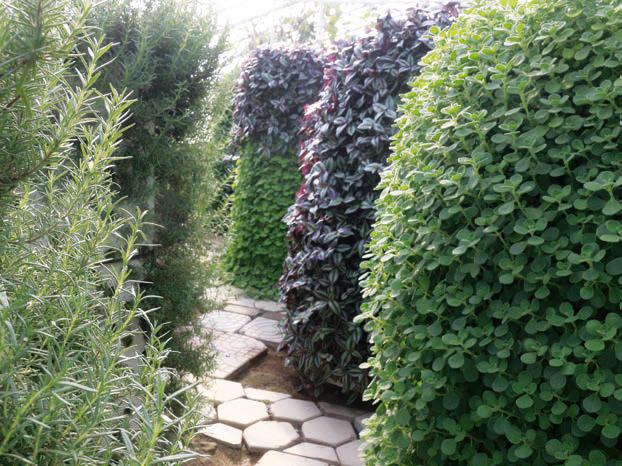 20亩的小农场产值翻了5倍,20亩小农场的发展