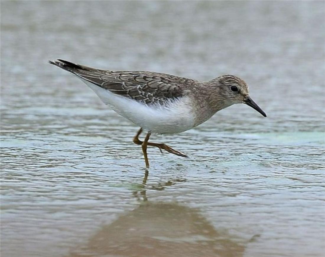 鸟中好爸爸！雌鸟只负责下蛋，孵卵与育幼的任务全留给雄鸟