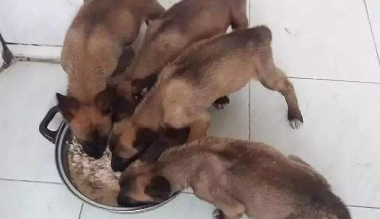 马犬是最成功的犬种,什么品相的马犬才算是好马犬