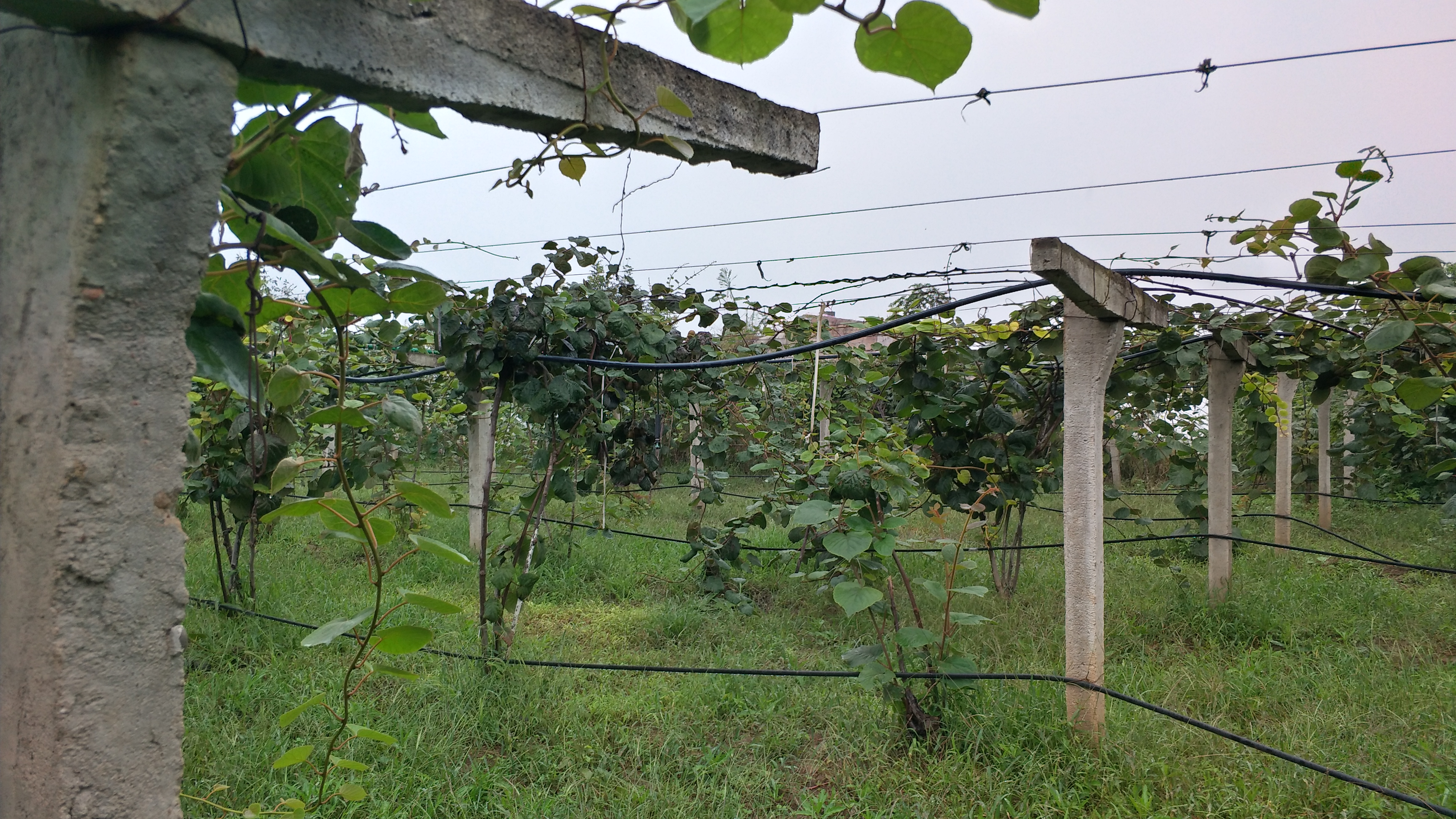 杨凌力丰种植专业合作社猕猴桃,一斤猕猴桃的利润