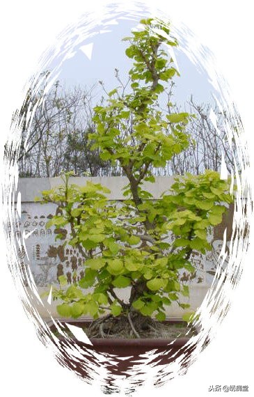 丛林式盆景欣赏,盆景欣赏及制作