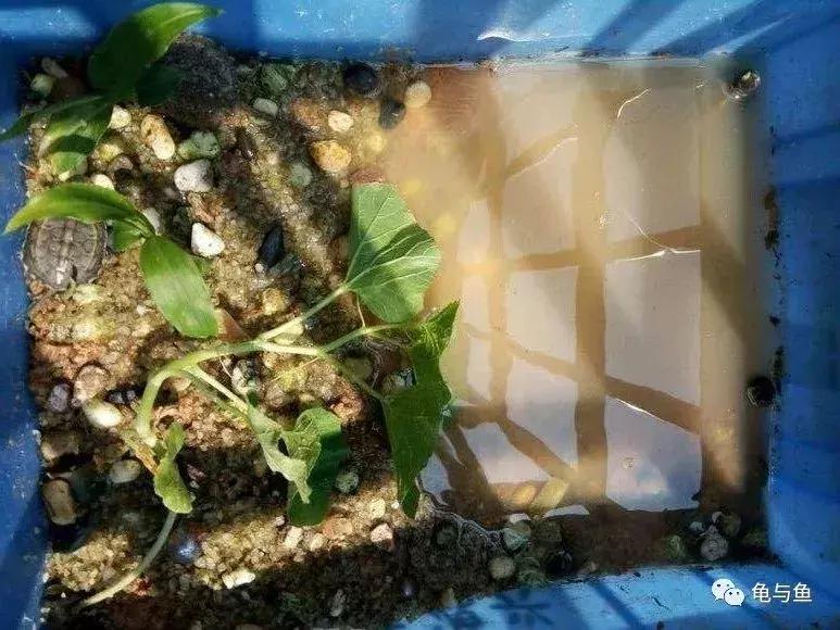 泥水养龟用什么泥好,泥水养龟生态池教程