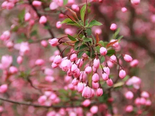 于都习俗,江西赣州于都有哪些特有的风俗