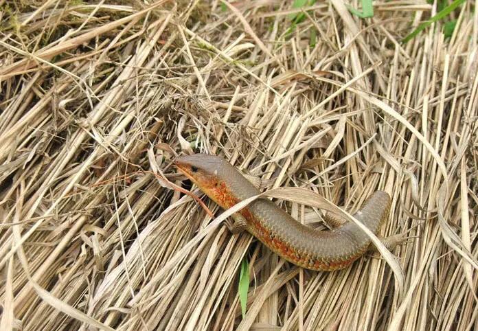 20年前农村很多，一到夏天就出没，小时候经常抓来玩，还会断尾巴