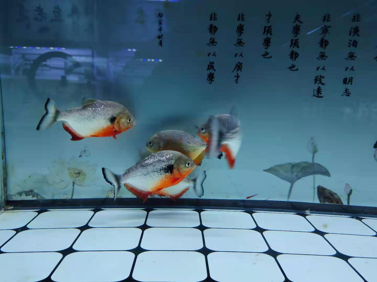 鱼缸壁上为什么容易挂菌膜,鱼缸玻璃白色菌膜用清道夫管用吗