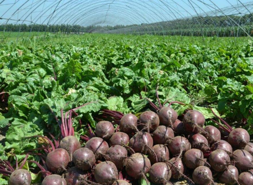 “甜菜”出现空心现象怎么办?用下面的方法,可以有效改善情况!