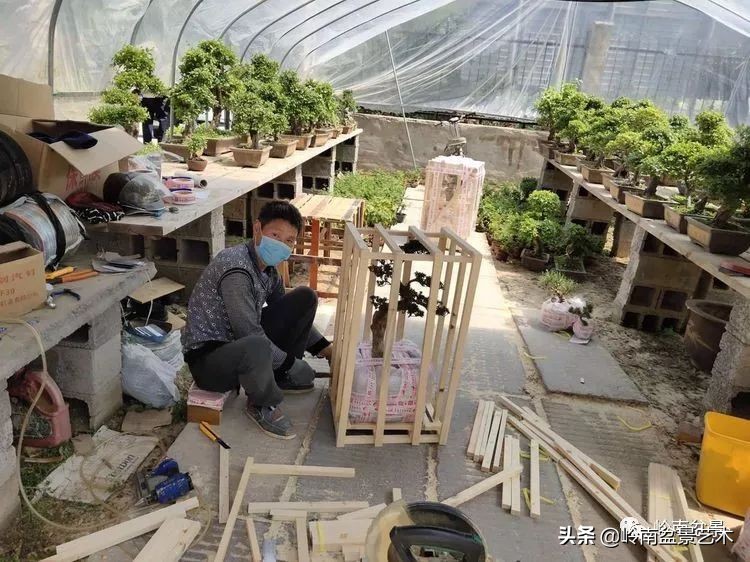 盆景产业的前景,我的盆景创业之路