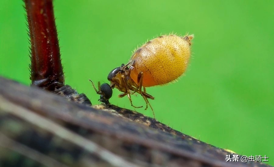 自然科普动物世界,昆虫里的小蚊子哪些会吸人的血
