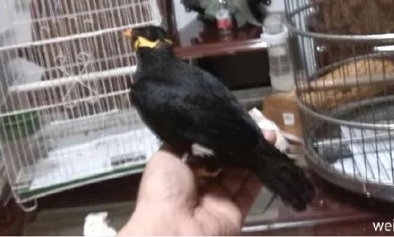 鹩哥学话教学版,鹩哥学说话教材mp3