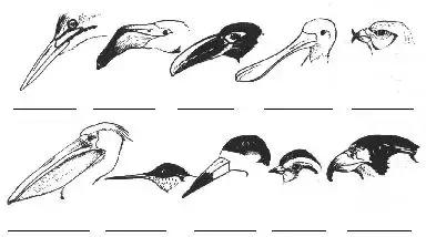 鸟儿怎么快速上手,鸟控食的正确步骤