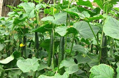 黄瓜结的果萎缩了是什么原因,黄瓜果实萎缩的原因