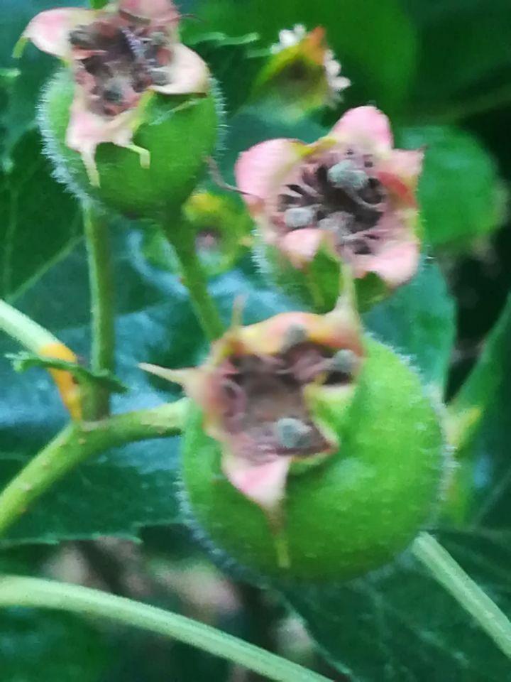 山楂树有黄叶病怎么办,山楂树长了树瘤怎么办