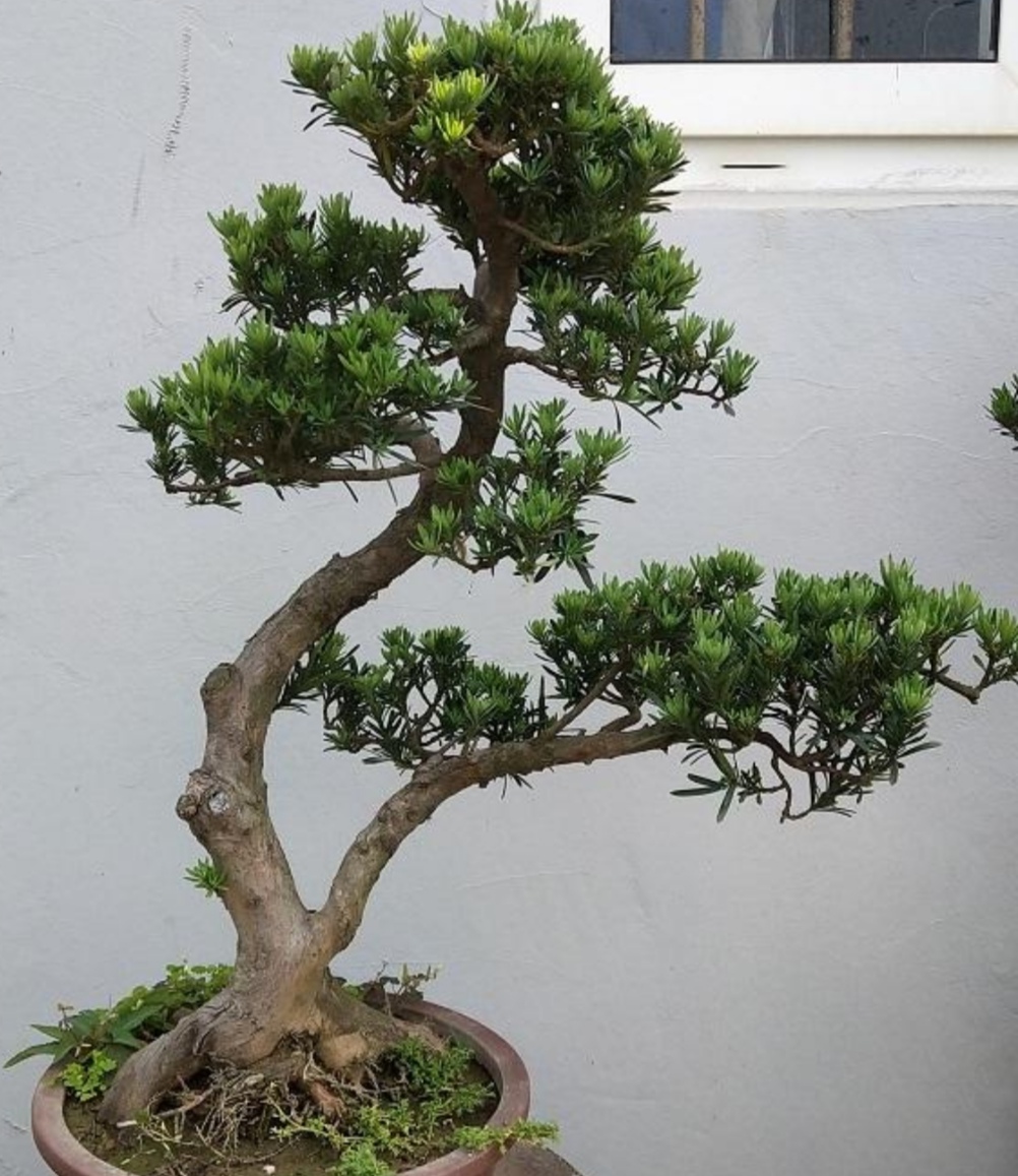 罗汉松盆景养殖方法和注意事项,罗汉松盆景怎么养长得好