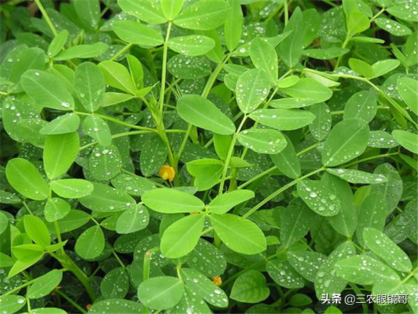 防治花生蛴螬的最佳时间,花生田的蛴螬在什么时间防治最佳