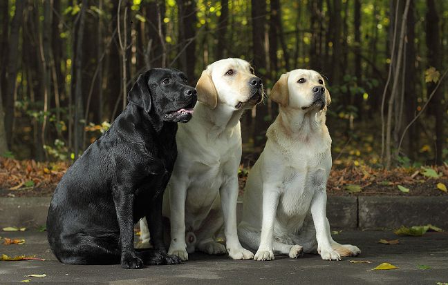 10种难养的狗狗品种,公认难养的七种狗狗品种