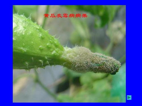 种植黄瓜不用化肥农药如何种好,黄瓜种植加点啥农药好些