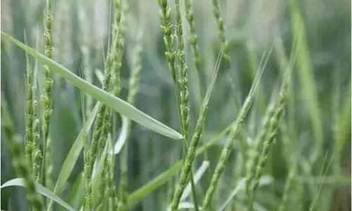 麦田里节节麦怎样根除,节节麦该怎么防治才安全有效