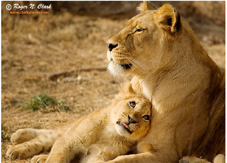 实现供应链的整合和优化,多品种小批量供应链华为