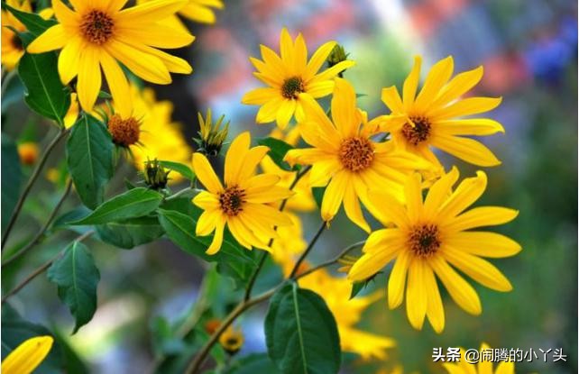 菊芋花开金灿烂,洋姜高洁清雅语