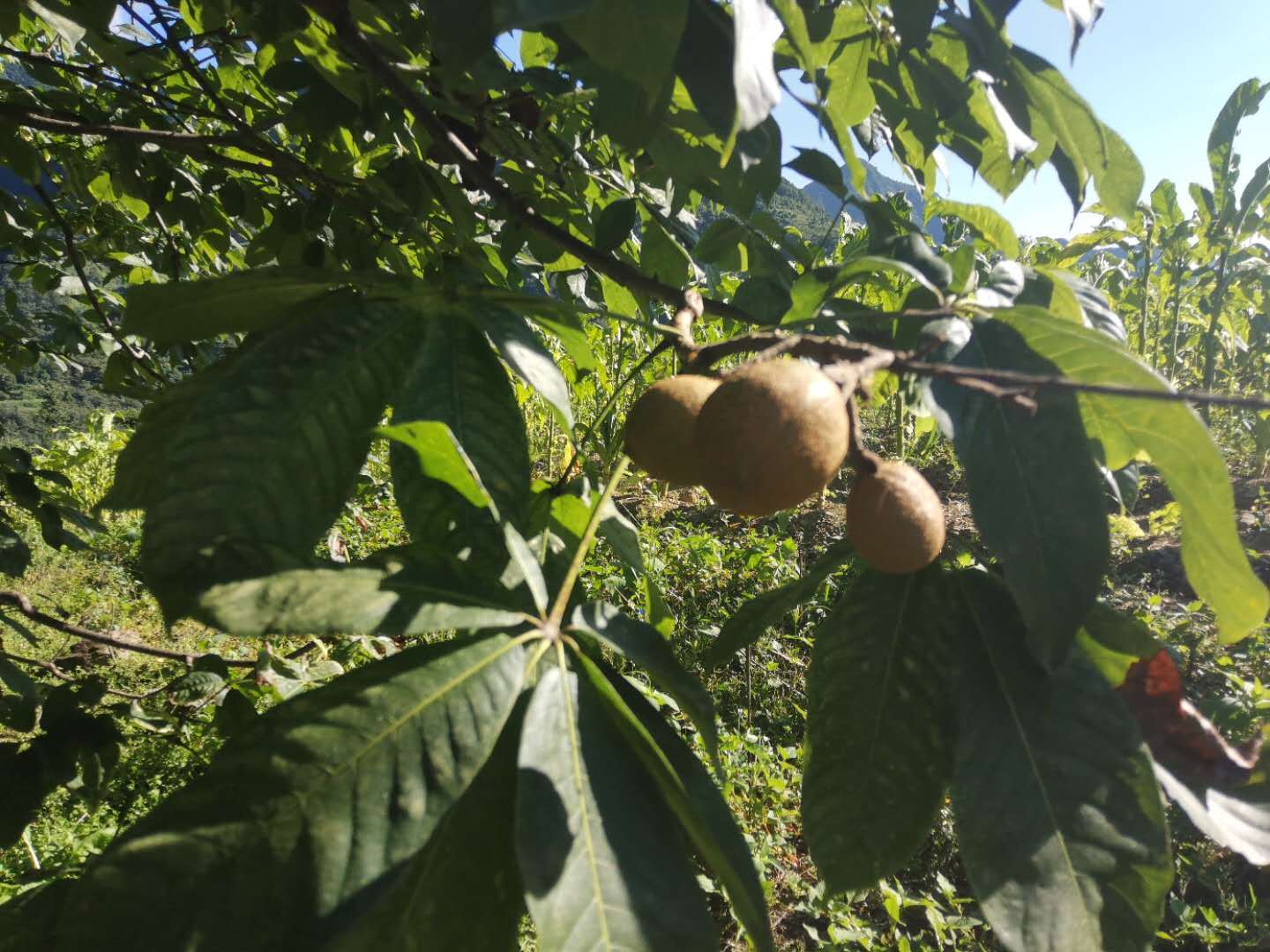 七叶皂苷钠可以治什么病,七叶皂苷钠主要治疗哪些病