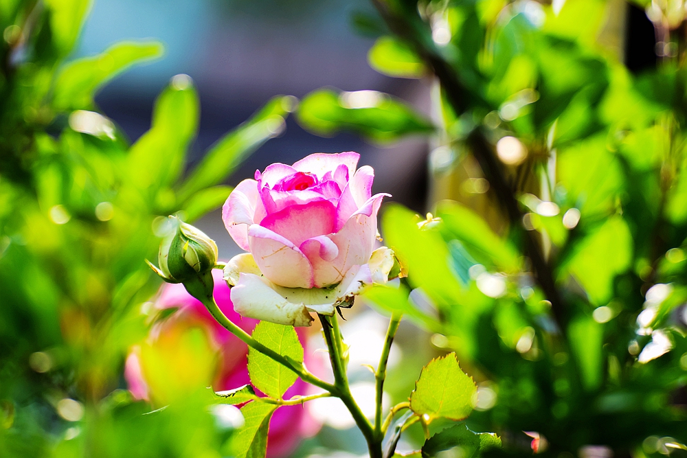月季被称为花中皇后的故事,月季是国花还是市花