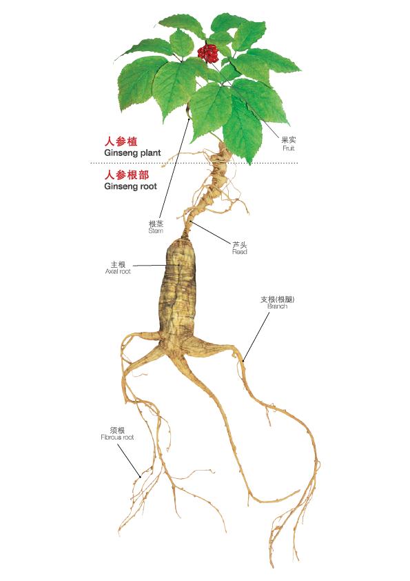 《神农识药》疏调抗艾汤人参