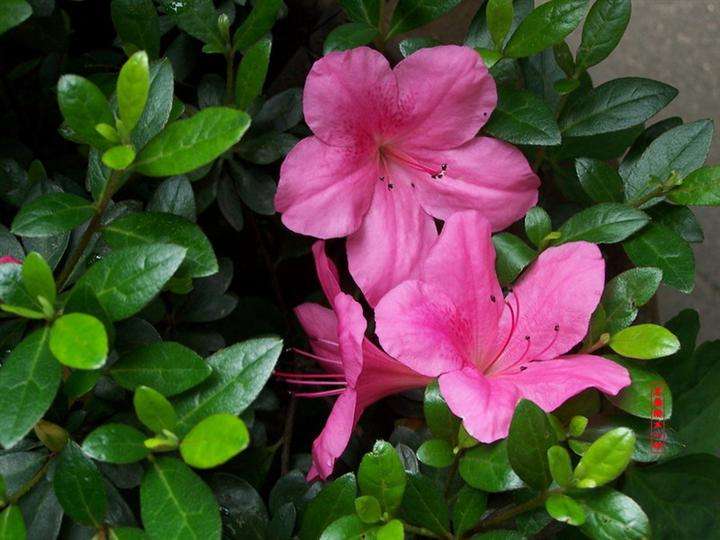 杜鹃花植物图片大全,最漂亮的杜鹃花品种有哪些