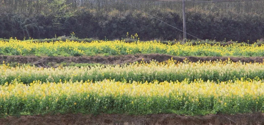 赏春图鉴丨赏花海、品清茶、尝美食...乌当百宜镇这条宝藏春游线路,就等你来打卡啦!