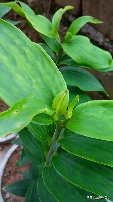 百合虫害的防治方法,百合病虫防治和管理