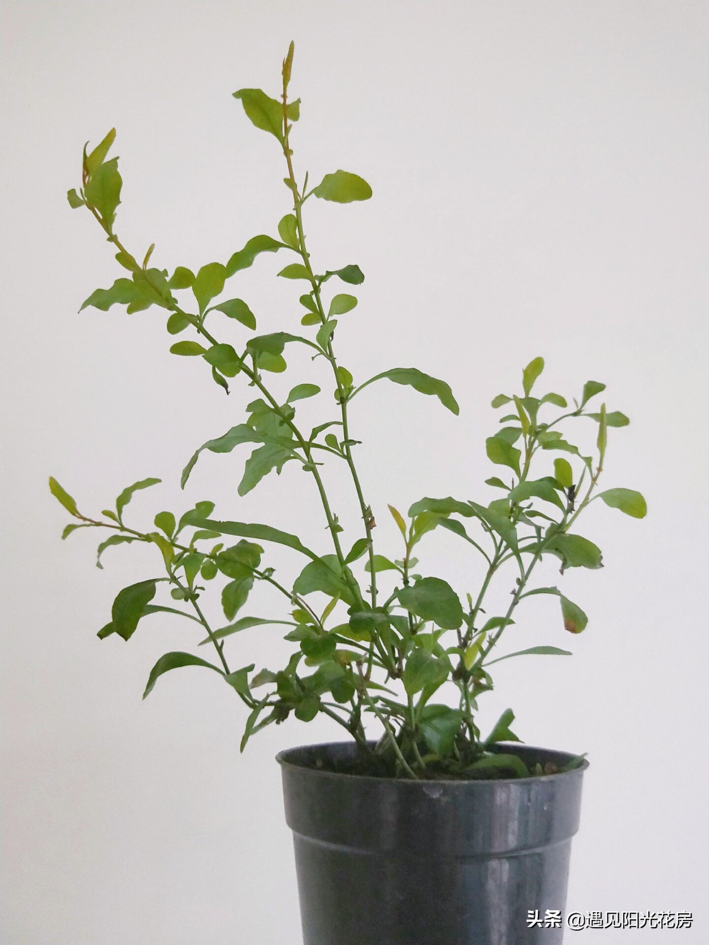 蓝雪花新叶卷曲干枯的原因,蓝雪花花苞和新叶干枯怎么办